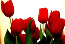 عکس مربوط به شهید پروانه چتانی