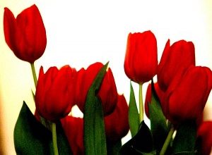 عکس مربوط به شهید پروانه چتانی