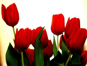 عکس مربوط به شهید پروانه چتانی